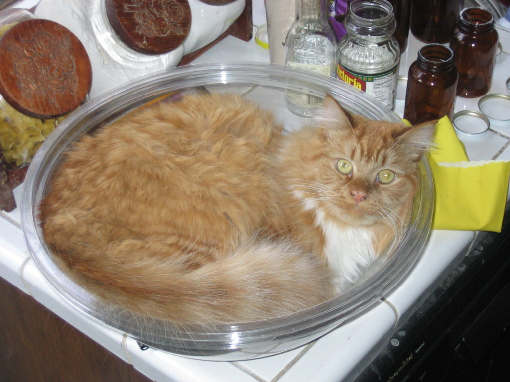 Rhubarb as a bowl of cat on Hail King Sombra